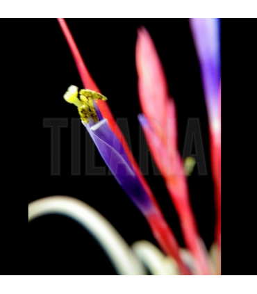 Tillandsia caput medusae x flabellata