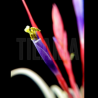 Tillandsia caput medusae x flabellata