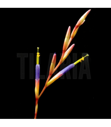 Tillandsia fuchsii f. gracilis