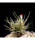 Tillandsia albertiana