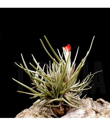 Tillandsia albertiana