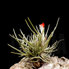 Tillandsia albertiana