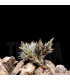 Tillandsia aizoides