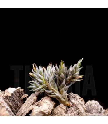 Tillandsia aizoides