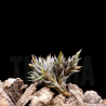 Tillandsia aizoides