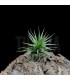 Tillandsia aeranthos ('green form')