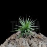 Tillandsia aeranthos ('green form')