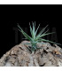 Tillandsia aeranthos ('grey form')