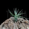 Tillandsia aeranthos (grey form)