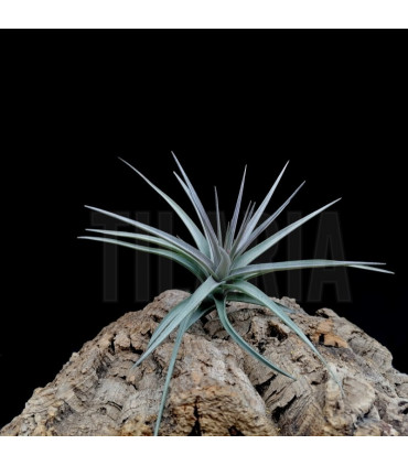 Tillandsia aeranthos 'giant'