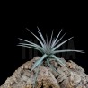 Tillandsia aeranthos 'giant'