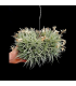 Tillandsia aeranthos (grey form) clump XL