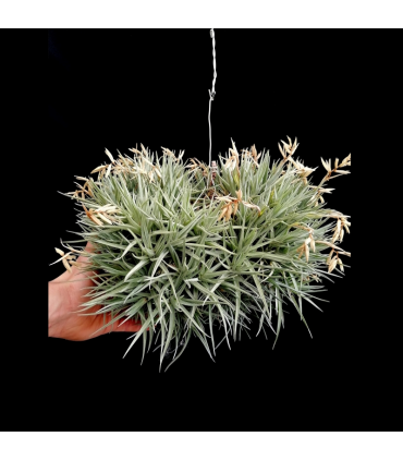 Tillandsia aeranthos (grey form) clump XL