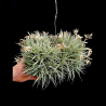 Tillandsia aeranthos (grey form) clump XL