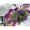 Tillandsia aeranthos (grey form) clump XL