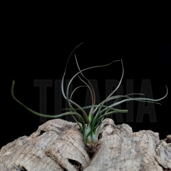 Tillandsia bulbosa (red foliage)