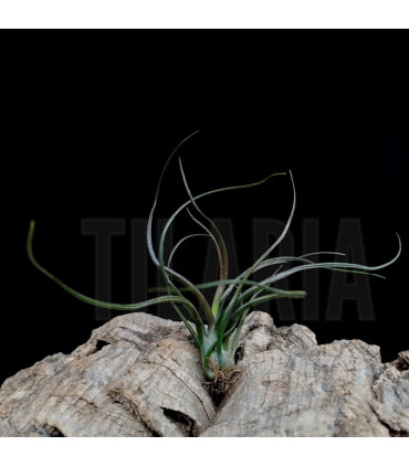 Tillandsia bulbosa (red foliage)