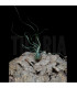 Tillandsia butzii x bulbosa