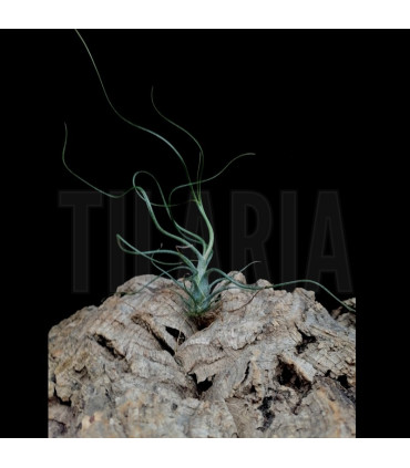 Tillandsia butzii x bulbosa