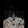 Tillandsia butzii x bulbosa