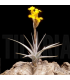 Tillandsia ixioides