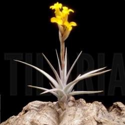 Tillandsia ixioides