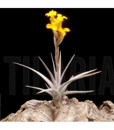 Tillandsia ixioides