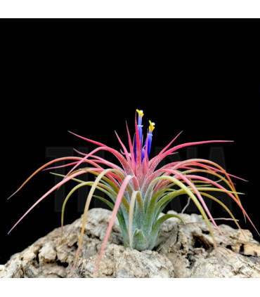 Tillandsia 'Holm's Volcano'
