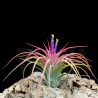 Tillandsia 'Holm's Volcano'