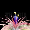 Tillandsia 'Holm's Volcano'