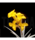 Tillandsia ixioides