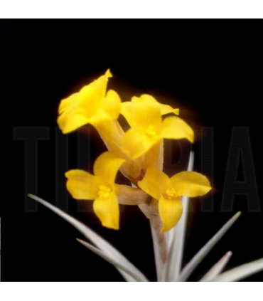Tillandsia ixioides