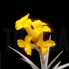 Tillandsia ixioides