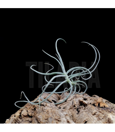 Tillandsia duratii x crocata (orange)