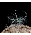 Tillandsia duratii x crocata (orange)