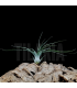 Tillandsia scaposa x bulbosa