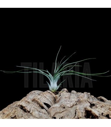 Tillandsia scaposa x bulbosa