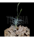 Tillandsia reichenbachii x mallemontii