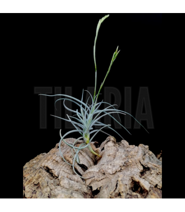 Tillandsia reichenbachii x mallemontii
