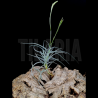 Tillandsia reichenbachii x mallemontii