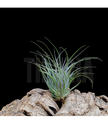 Tillandsia kautskyi x stricta