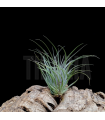 Tillandsia kautskyi x stricta