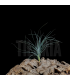 Tillandsia stricta x mallemontii