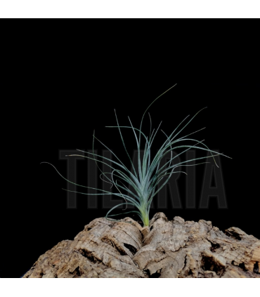 Tillandsia stricta x mallemontii