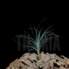 Tillandsia stricta x mallemontii