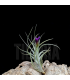Tillandsia 'Mystic Albert'