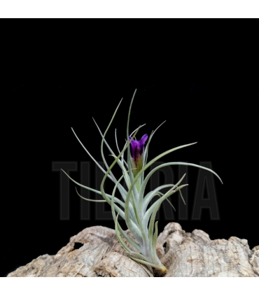 Tillandsia 'Mystic Albert'
