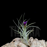 Tillandsia 'Mystic Albert'