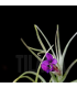 Tillandsia 'Mystic Albert'