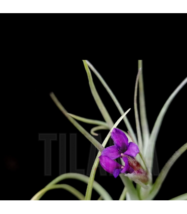 Tillandsia 'Mystic Albert'